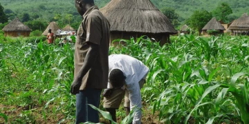 [EDITORIAL] Make Fertiliser Accessible, Affordable