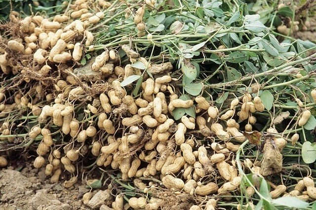 Making Huge Investment Returns On Groundnut Sales 1 Groundnut Farming