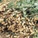 Making A Decent Profit From Groundnut Farming