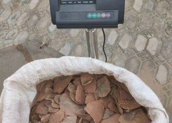 Customs Arrests Expatriates Over Smuggling Of Pangolin Scales, Elephant Tusks