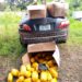 Police Arrest Suspect With Stolen Car Loaded With Cannabis Sativa