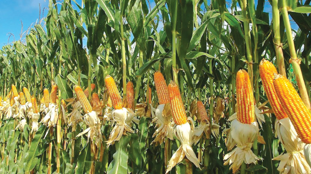 Making Profit From Maize Farming
