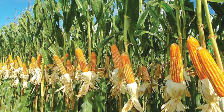 Maize
