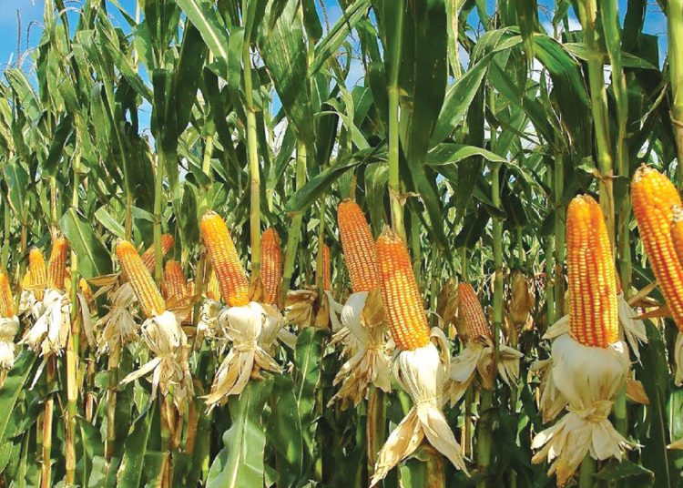 Maize