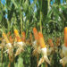 Maize