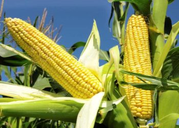 Money Matters: Investing In Corn For Backward Integration