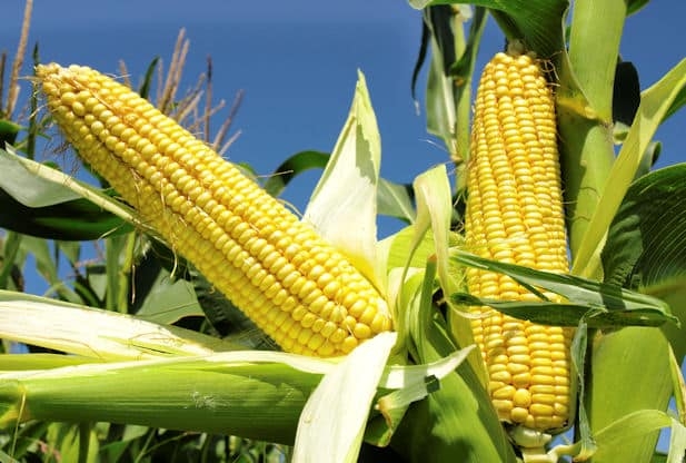 Money Matters: Investing In Corn For Backward Integration 1 Maize Farming