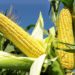 Money Matters: Investing In Corn For Backward Integration 5 Money Matters: Investing In Corn For Backward Integration