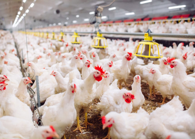 Poultry