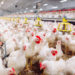 Poultry