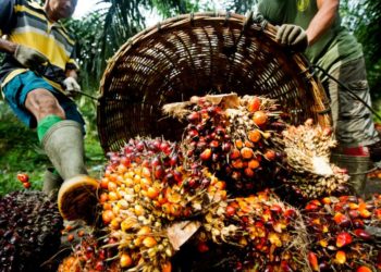 NEPC Canvases Effective Packaging Of Palm Oil, Seafoods For Int’l Markets