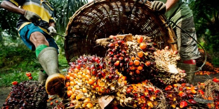 Palm Oil