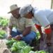 Federal Govt Gives Agric Investors Five-year Tax Break 5 UNDP Commends FG’s Efforts On Climate Smart Agriculture