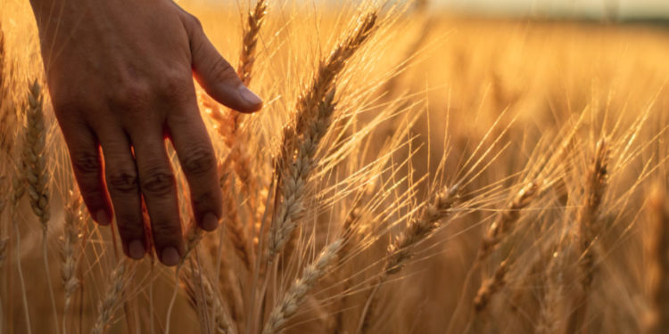 Wheat Production