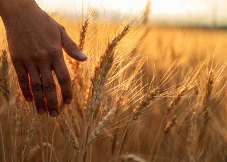 Wheat Production