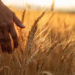 Federal Govt Raises Import Tariff On Rice, Wheat 5 Wheat Processing: A Profitable Venture