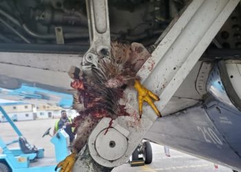 Air Peace Plane Returns To Lagos As Bird Strike Stops Landing At Owerri Airport