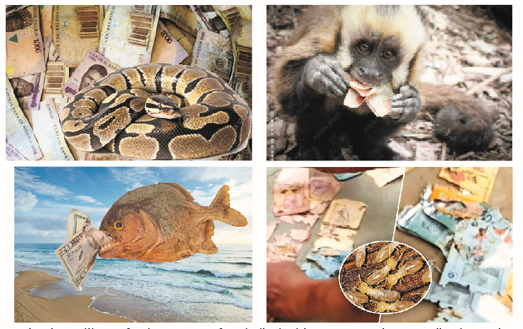 Return Of 'Animal Farm': As Animals Stage Revolution With Money, Voucher Swallowing 1 animals swallow money