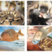Return Of ‘Animal Farm’: As Animals Stage Revolution With Money, Voucher Swallowing