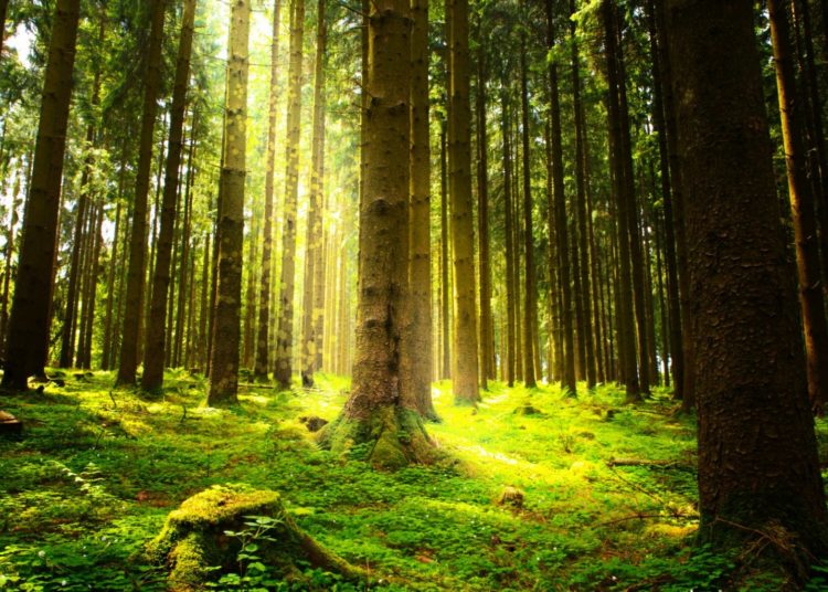 environment