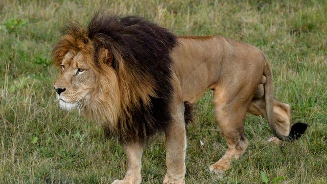Group Raises The Alarm Over Extinction Of Lions In Nigeria 1 lion