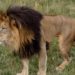 Group Raises The Alarm Over Extinction Of Lions In Nigeria