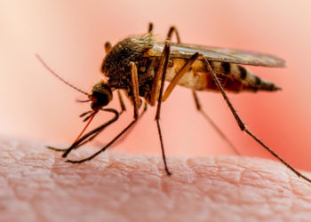 Malaria