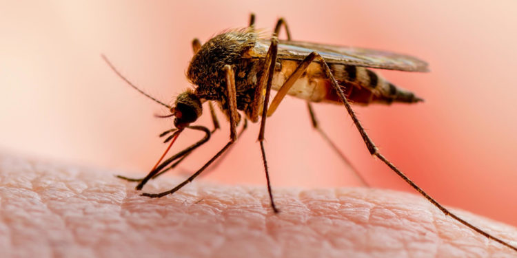Malaria