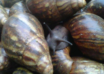 Investing In Snail Farming, Marketing
