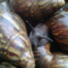Investing In Snail Farming, Marketing 5 Investing In Snail Farming, Marketing