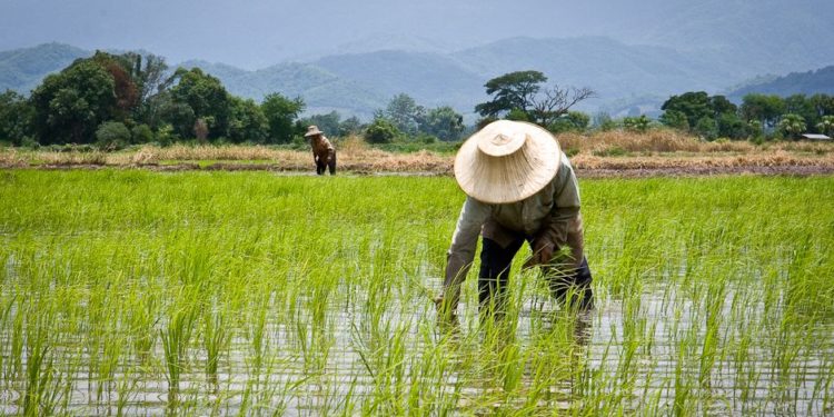Rice