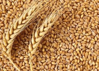 Nigeria Targets 6m Mt Wheat Production By 2032