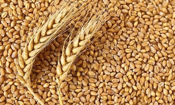 Nigeria Targets 6m Mt Wheat Production By 2032 1 wheat