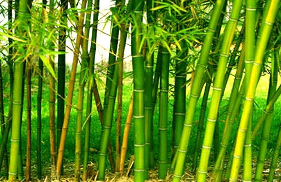 Bamboo Farming
