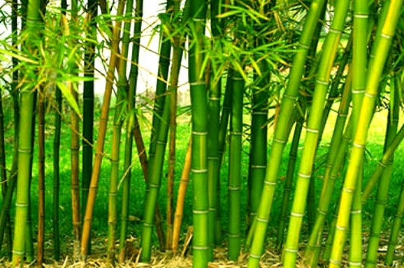 Investing In Bamboo Farming 1 Bamboo Farming