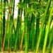 Investing In Bamboo Farming