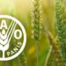 Top FAO Officials Arrive Nigeria Today