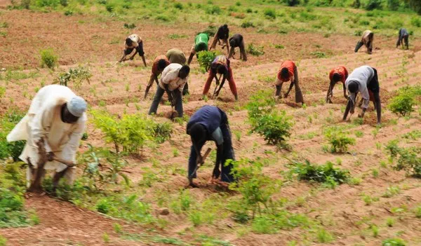 Fadama N-CARES Sensitises 154 Farmers In Nasarawa South 1 Farmers in Nigeria