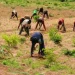 Fadama  N-CARES Sensitises 154 Farmers In Nasarawa South