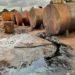 Police Uncover Illegal Petroleum Refinery, Arrest 2 Suspects In Edo