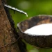 Nigeria Loses N2trn Yearly To Inadequate Natural Rubber Devt