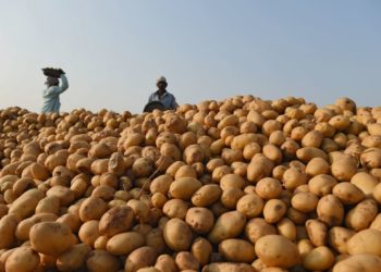 Potato Farmers Seek Federal Govt Support To Implement Rolling Plan