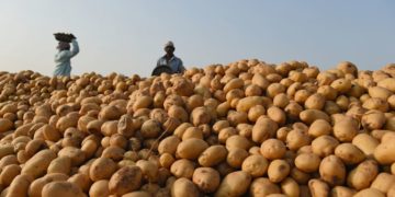 Investors Eye Irish Potato Value Chain As Demand Rises 2 Potato Farmers Seek Federal Govt Support To Implement Rolling Plan