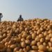 Potato Farmers Seek Federal Govt Support To Implement Rolling Plan