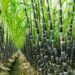 Sugarcane
