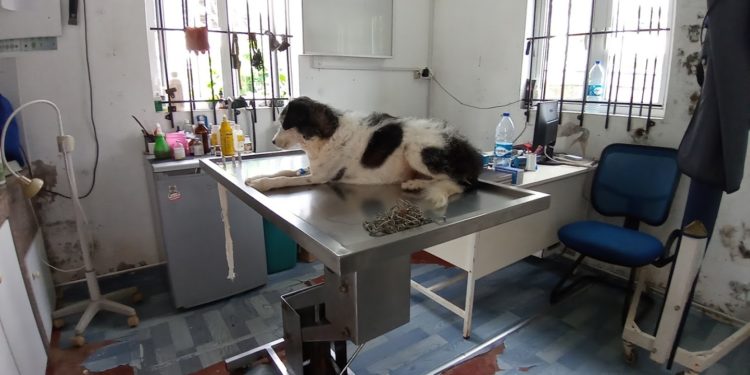 Veterinary