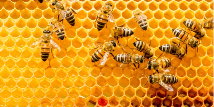 Bees sting farmer to death