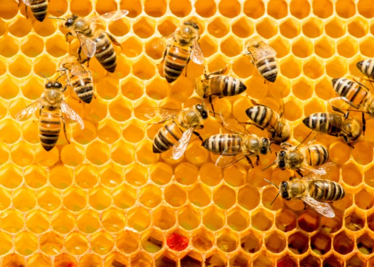 Rearing Bees For Financial Purposes