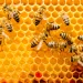 Rearing Bees For Financial Purposes
