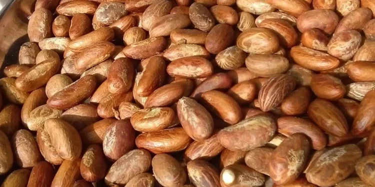 bitter kola